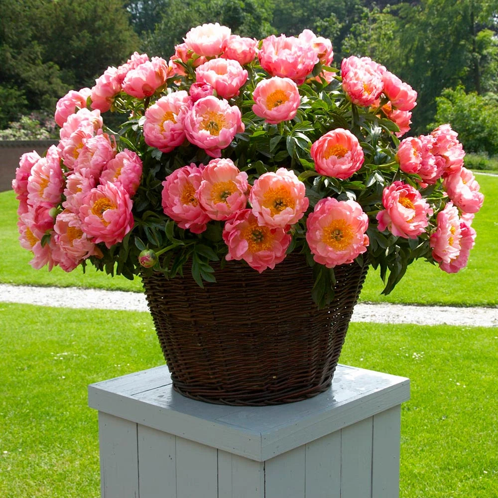 Brighter Blooms Perennials Coral Charm Peony 5 Brighter Blooms Perennials Coral Charm Peony