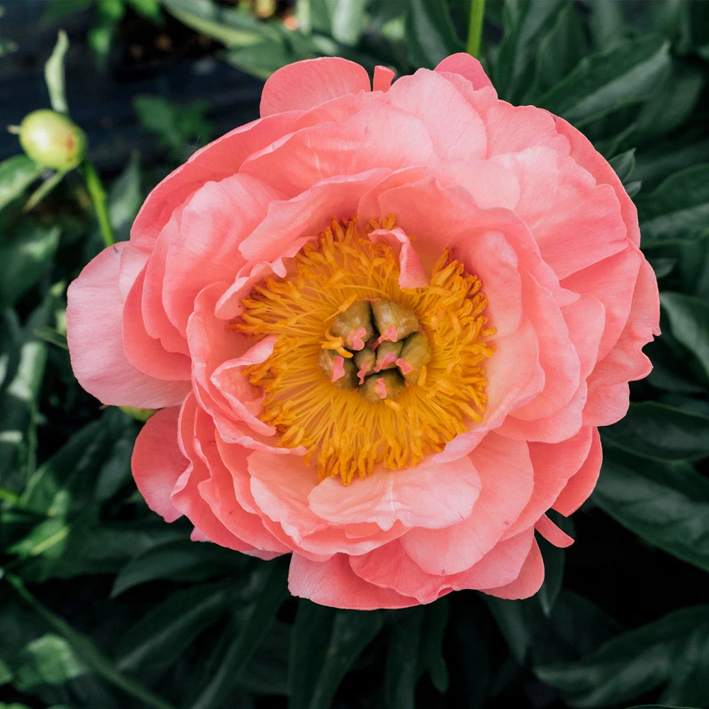 Brighter Blooms Perennials Coral Charm Peony 3 Brighter Blooms Perennials Coral Charm Peony