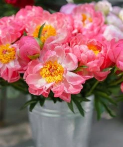 Brighter Blooms Perennials Coral Charm Peony