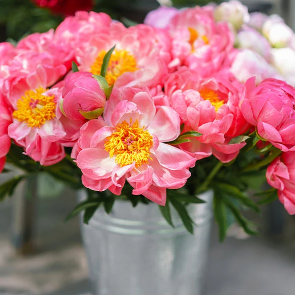 Brighter Blooms Perennials Coral Charm Peony 1 Brighter Blooms Perennials Coral Charm Peony