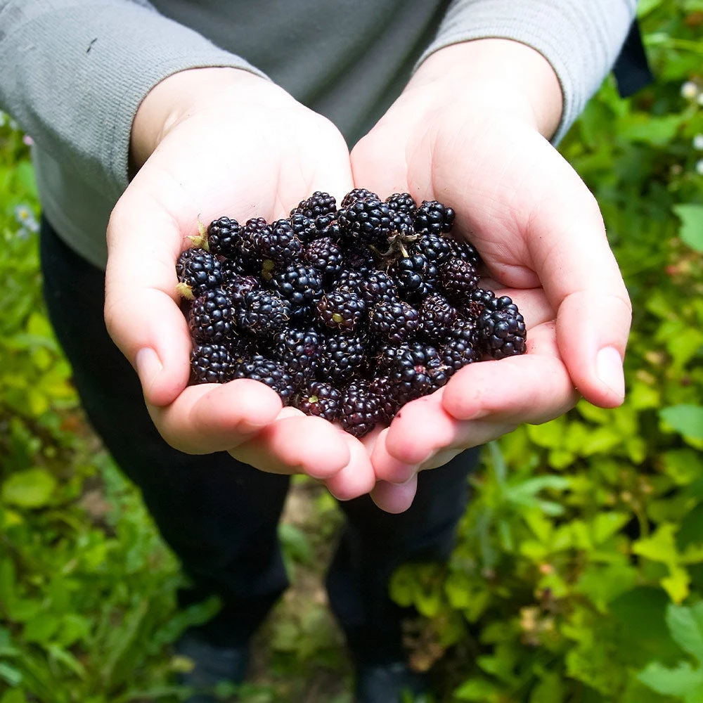 Brighter Blooms Black Raspberry Bush 3 Brighter Blooms Black Raspberry Bush