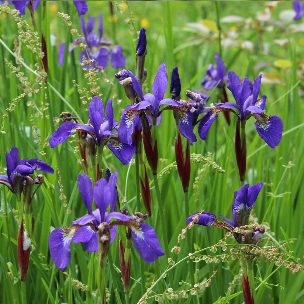 Brighter Blooms Caesar's Brother Siberian Iris 4 Brighter Blooms Caesar's Brother Siberian Iris