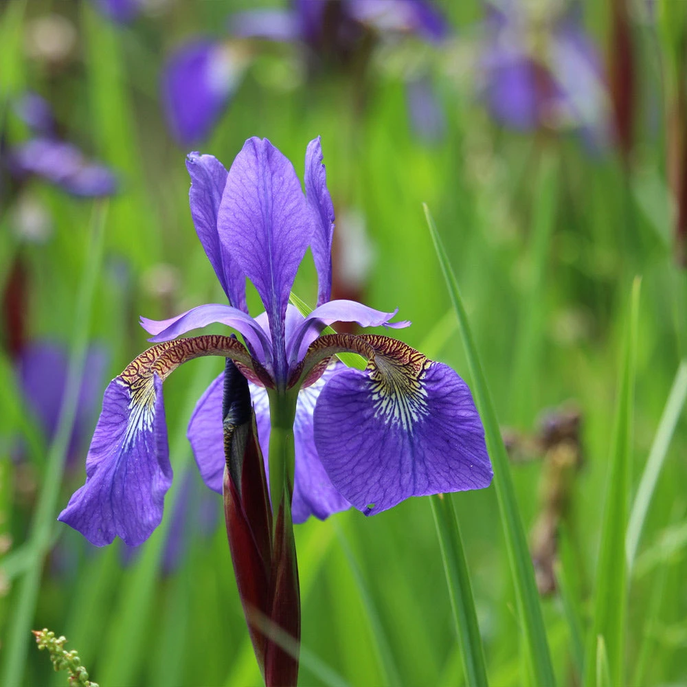 Brighter Blooms Caesar's Brother Siberian Iris 3 Brighter Blooms Caesar's Brother Siberian Iris