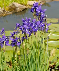 Brighter Blooms Caesar's Brother Siberian Iris