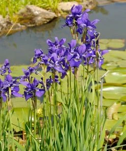 Brighter Blooms Caesar's Brother Siberian Iris