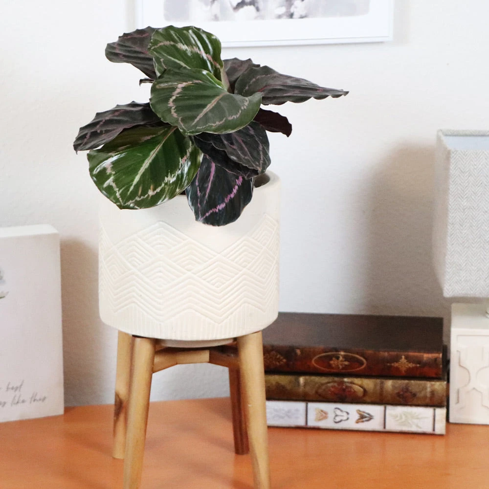 Brighter Blooms Calathea Dottie 2 Brighter Blooms Calathea Dottie