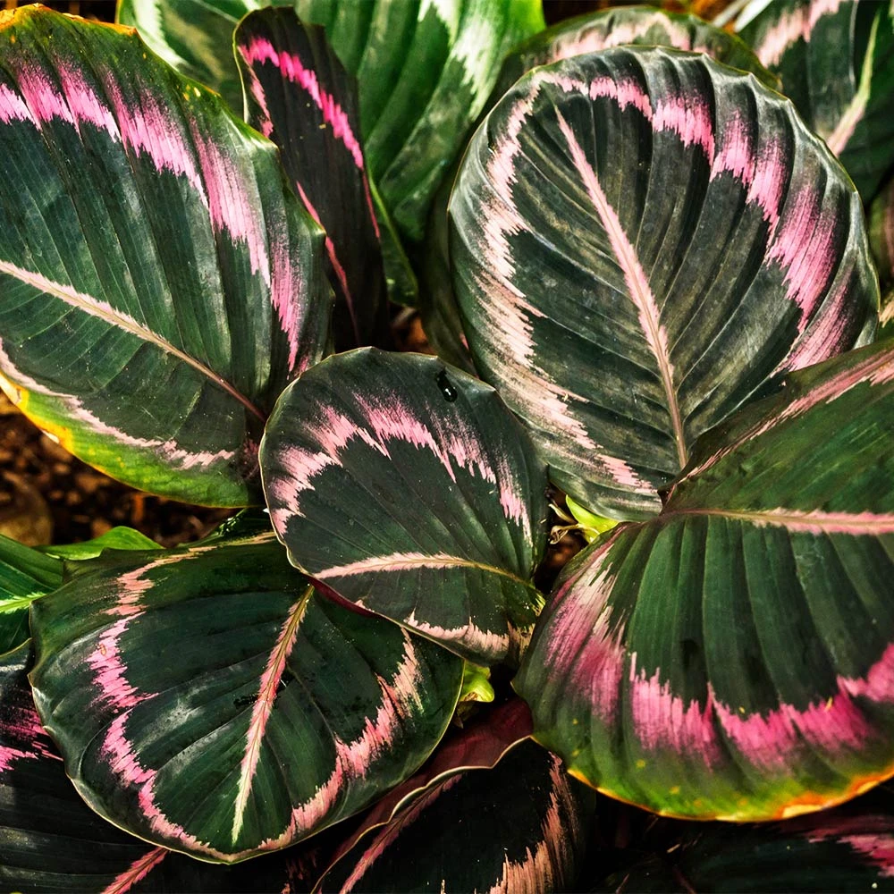Brighter Blooms Calathea Dottie 3 Brighter Blooms Calathea Dottie