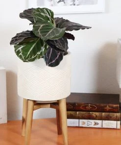 Brighter Blooms Calathea Dottie