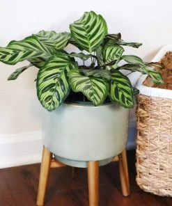 Brighter Blooms Calathea Makoyana House & Patio