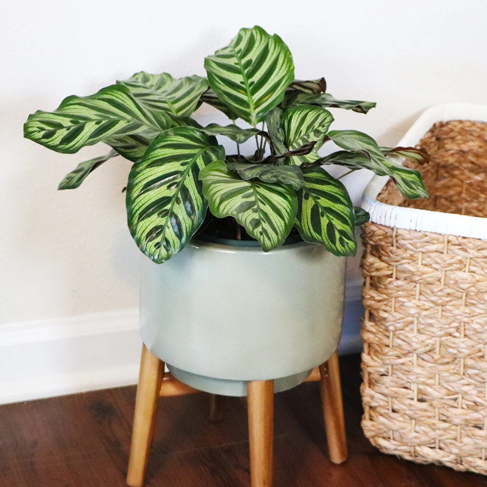 Brighter Blooms Calathea Makoyana House & Patio 2 Brighter Blooms Calathea Makoyana House & Patio