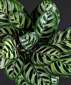 Brighter Blooms Calathea Makoyana House & Patio 8 Brighter Blooms Calathea Makoyana House & Patio