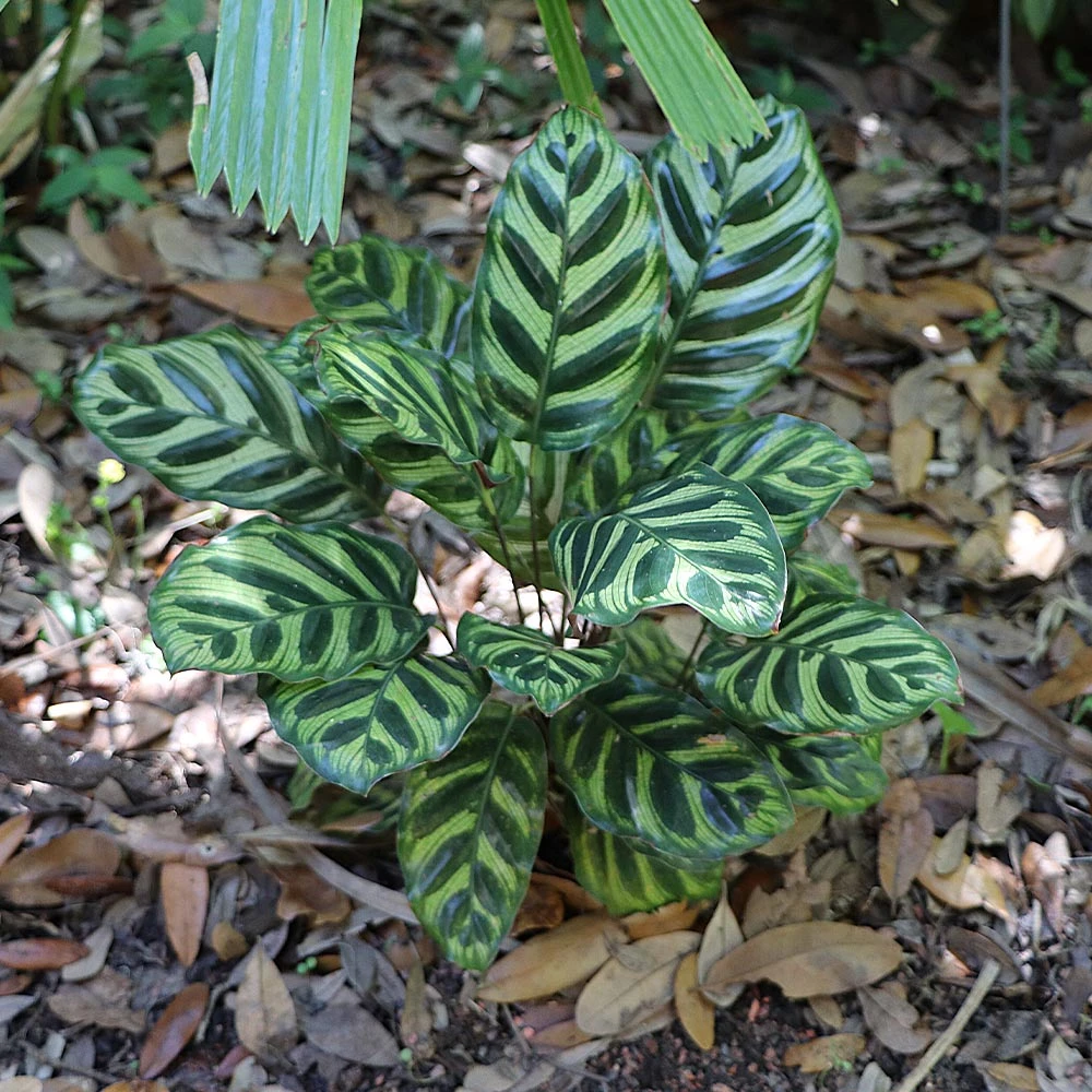 Brighter Blooms Calathea Makoyana House & Patio 4 Brighter Blooms Calathea Makoyana House & Patio