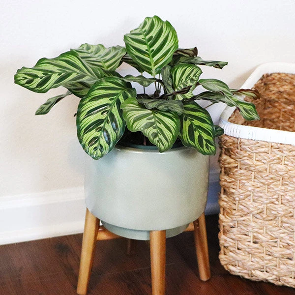 Brighter Blooms Calathea Makoyana House & Patio 1 Brighter Blooms Calathea Makoyana House & Patio