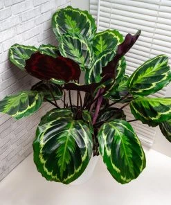 Brighter Blooms House & Patio Calathea Medallion