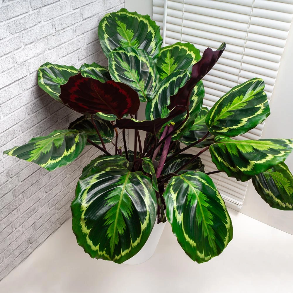 Brighter Blooms House & Patio Calathea Medallion 2 Brighter Blooms House & Patio Calathea Medallion