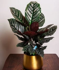 Brighter Blooms Calathea Ornata