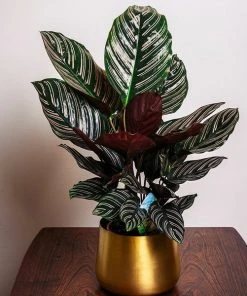 Brighter Blooms Calathea Ornata
