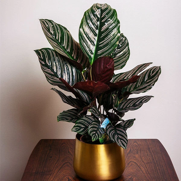 Brighter Blooms Calathea Ornata 1 Brighter Blooms Calathea Ornata