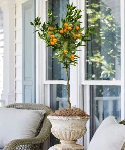 Brighter Blooms California Honey Mandarin Tree 7 Brighter Blooms California Honey Mandarin Tree