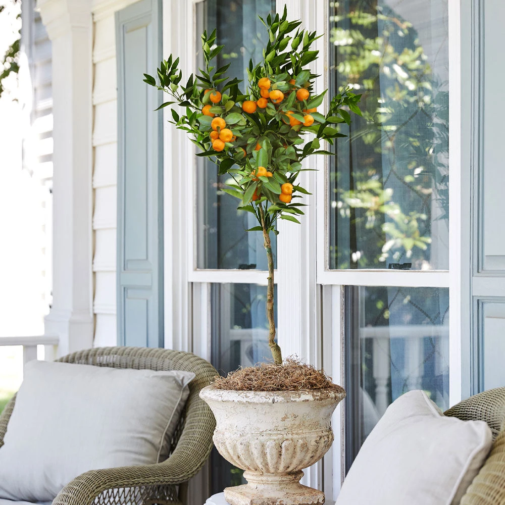 Brighter Blooms California Honey Mandarin Tree 3 Brighter Blooms California Honey Mandarin Tree
