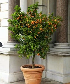 Brighter Blooms House & Patio Calamondin Orange Tree 7 Brighter Blooms House & Patio Calamondin Orange Tree