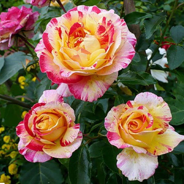 Brighter Blooms Camille Pissarro™ Rose 1 Brighter Blooms Camille Pissarro™ Rose