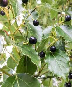 Brighter Blooms Camphor Laurel Tree 5 Brighter Blooms Camphor Laurel Tree