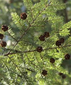 Brighter Blooms Canadian Hemlock Tree 5 Brighter Blooms Canadian Hemlock Tree