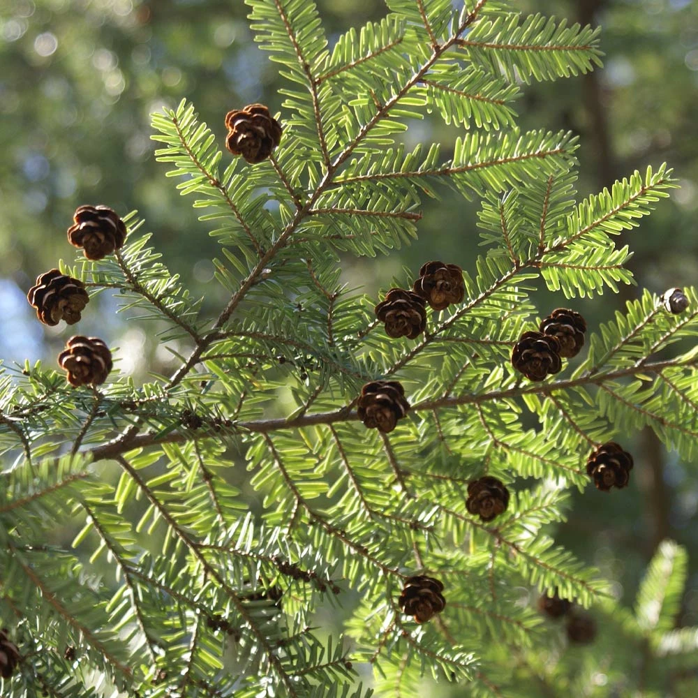 Brighter Blooms Canadian Hemlock Tree 3 Brighter Blooms Canadian Hemlock Tree