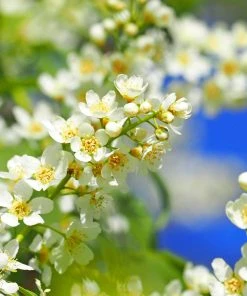 Brighter Blooms Canada Red Chokecherry Tree SHOP ALL 8 Brighter Blooms Canada Red Chokecherry Tree SHOP ALL