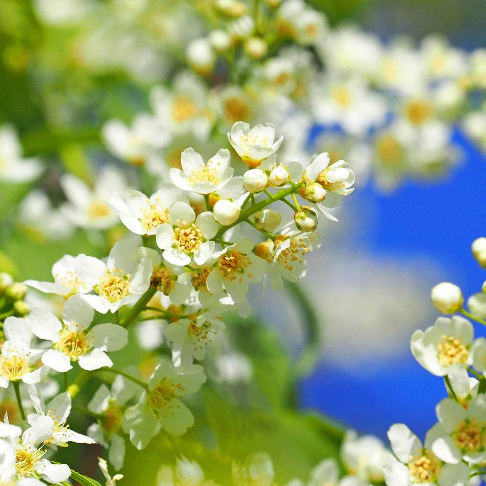 Brighter Blooms Canada Red Chokecherry Tree SHOP ALL 4 Brighter Blooms Canada Red Chokecherry Tree SHOP ALL
