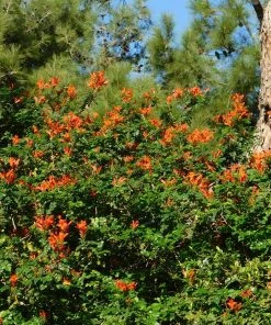Brighter Blooms Cape Honeysuckle 5 Brighter Blooms Cape Honeysuckle