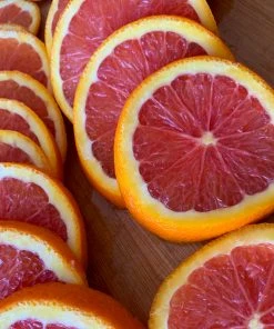 Brighter Blooms Cara Cara Navel Orange Tree 9 Brighter Blooms Cara Cara Navel Orange Tree