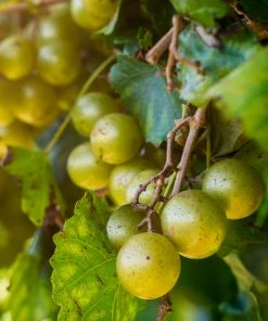 Brighter Blooms Carlos Scuppernong Grape Vine Grape Vines 7 Brighter Blooms Carlos Scuppernong Grape Vine Grape Vines