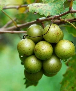 Brighter Blooms Carlos Scuppernong Grape Vine Grape Vines 8 Brighter Blooms Carlos Scuppernong Grape Vine Grape Vines
