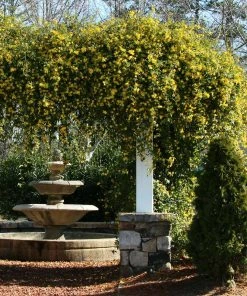Brighter Blooms Yellow Jasmine Vine 6 Brighter Blooms Yellow Jasmine Vine