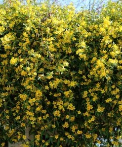 Brighter Blooms Carolina Jasmine New Perennials 6 Brighter Blooms Carolina Jasmine New Perennials