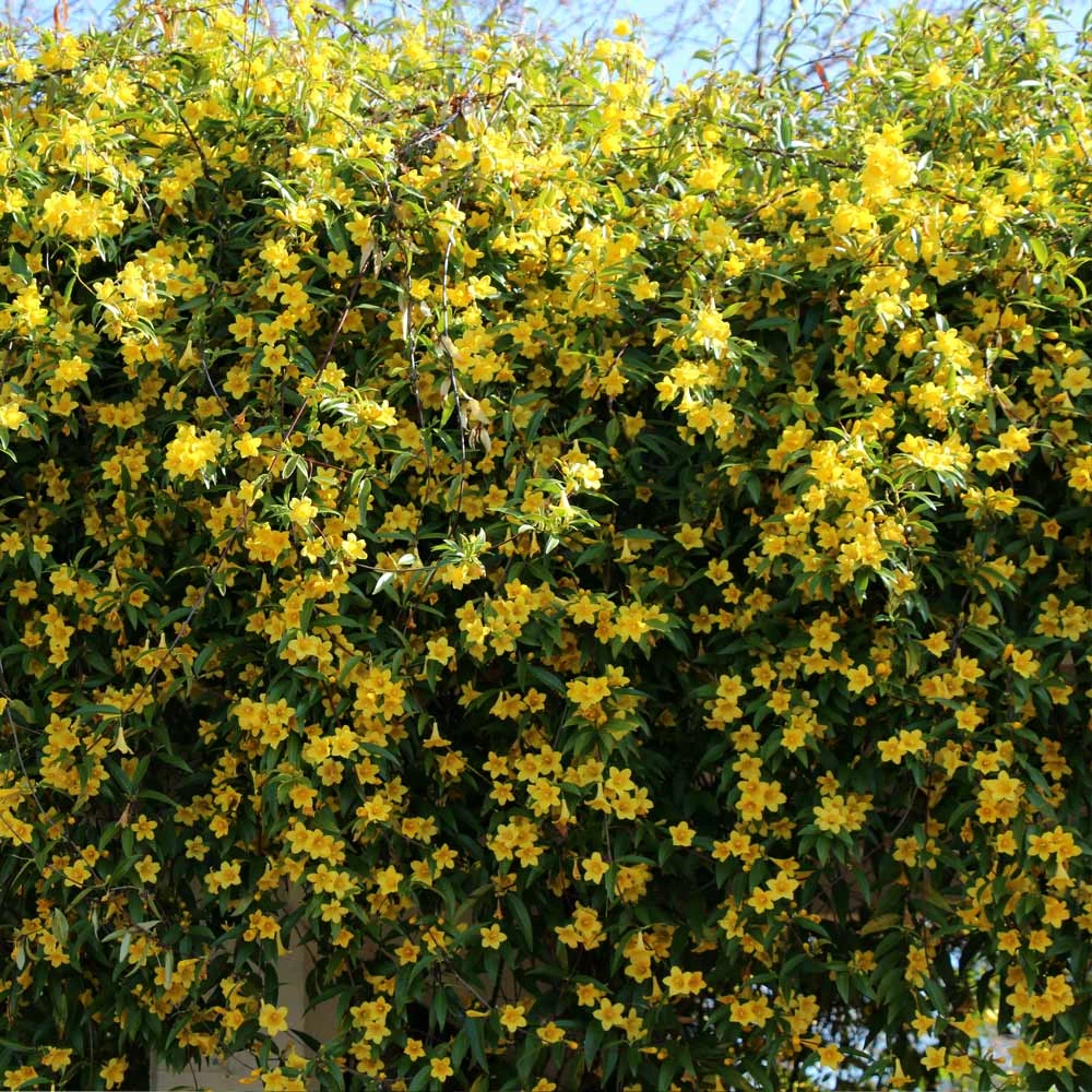 Brighter Blooms Carolina Jasmine New Perennials 3 Brighter Blooms Carolina Jasmine New Perennials
