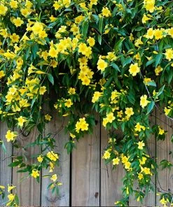 Brighter Blooms Yellow Jasmine Vine