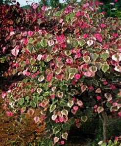 Brighter Blooms Carolina Sweetheart® Redbud Tree 6 Brighter Blooms Carolina Sweetheart® Redbud Tree