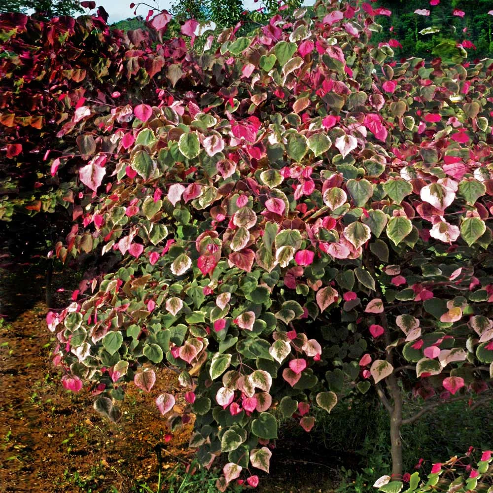 Brighter Blooms Carolina Sweetheart® Redbud Tree 3 Brighter Blooms Carolina Sweetheart® Redbud Tree