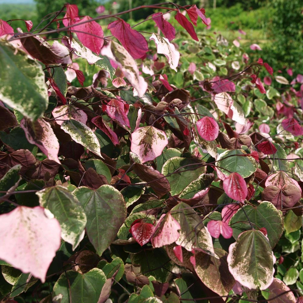 Brighter Blooms Carolina Sweetheart® Redbud Tree 2 Brighter Blooms Carolina Sweetheart® Redbud Tree
