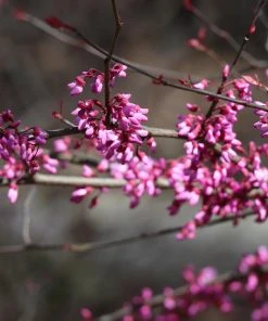 Brighter Blooms Carolina Sweetheart® Redbud Tree 7 Brighter Blooms Carolina Sweetheart® Redbud Tree