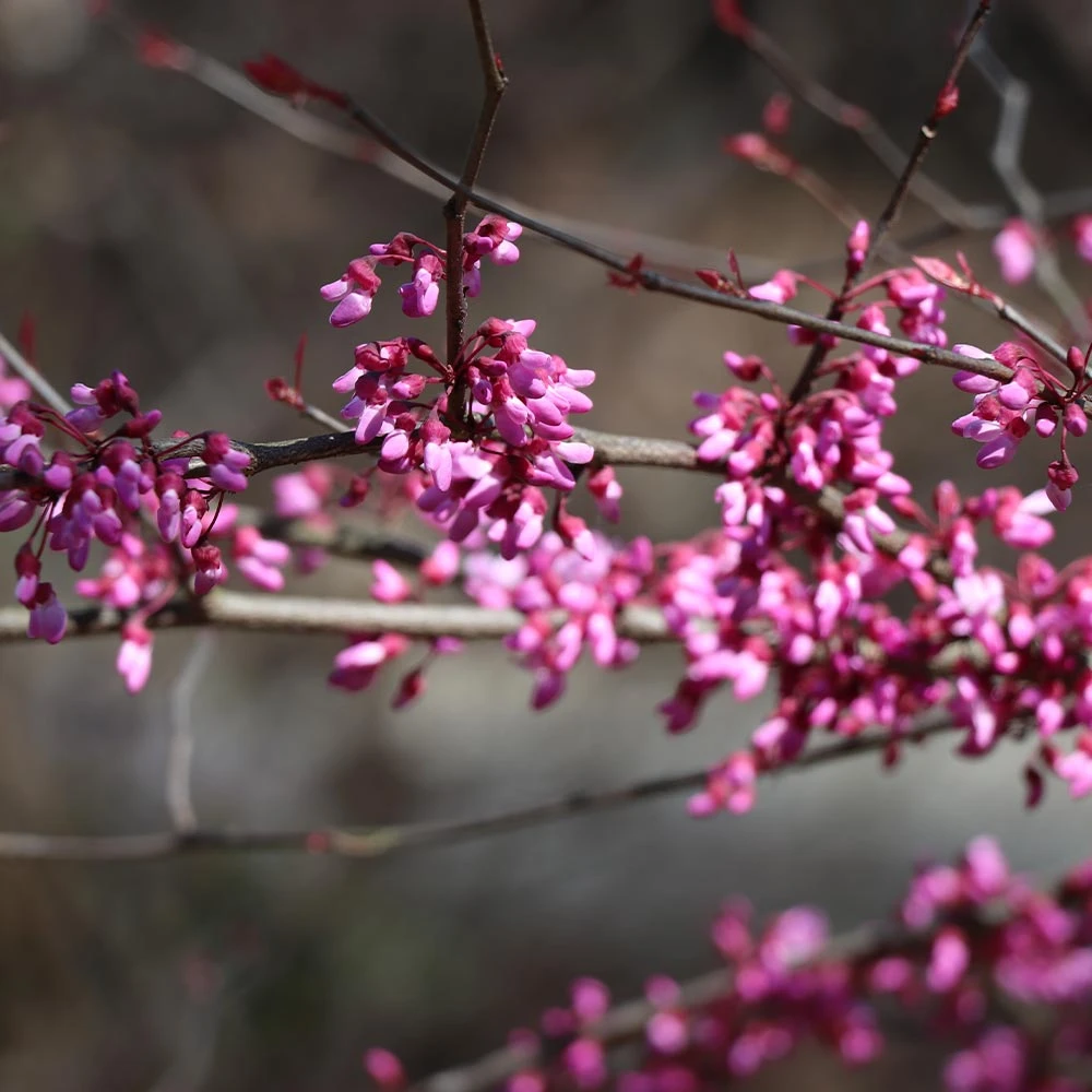 Brighter Blooms Carolina Sweetheart® Redbud Tree 4 Brighter Blooms Carolina Sweetheart® Redbud Tree