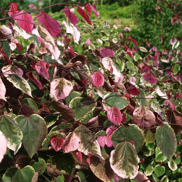 Brighter Blooms Carolina Sweetheart® Redbud Tree 1 Brighter Blooms Carolina Sweetheart® Redbud Tree