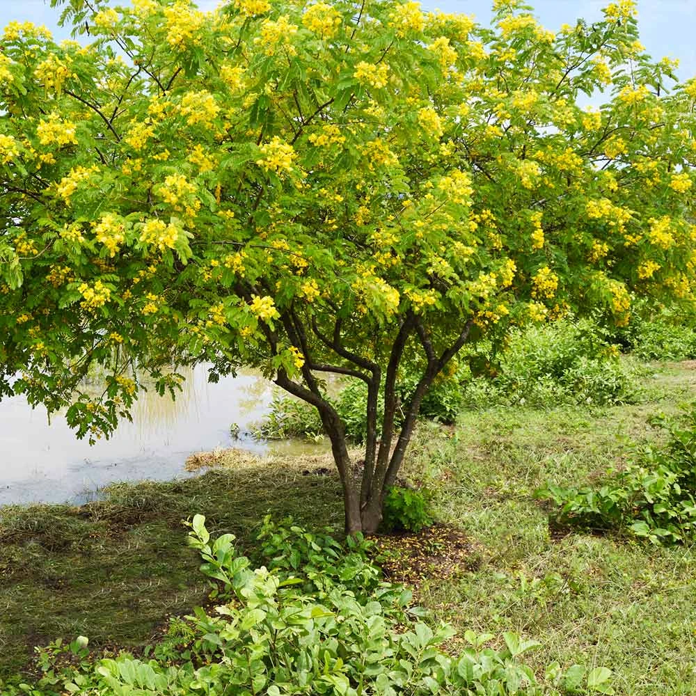 Brighter Blooms Flowering Trees Cassia Tree 4 Brighter Blooms Flowering Trees Cassia Tree