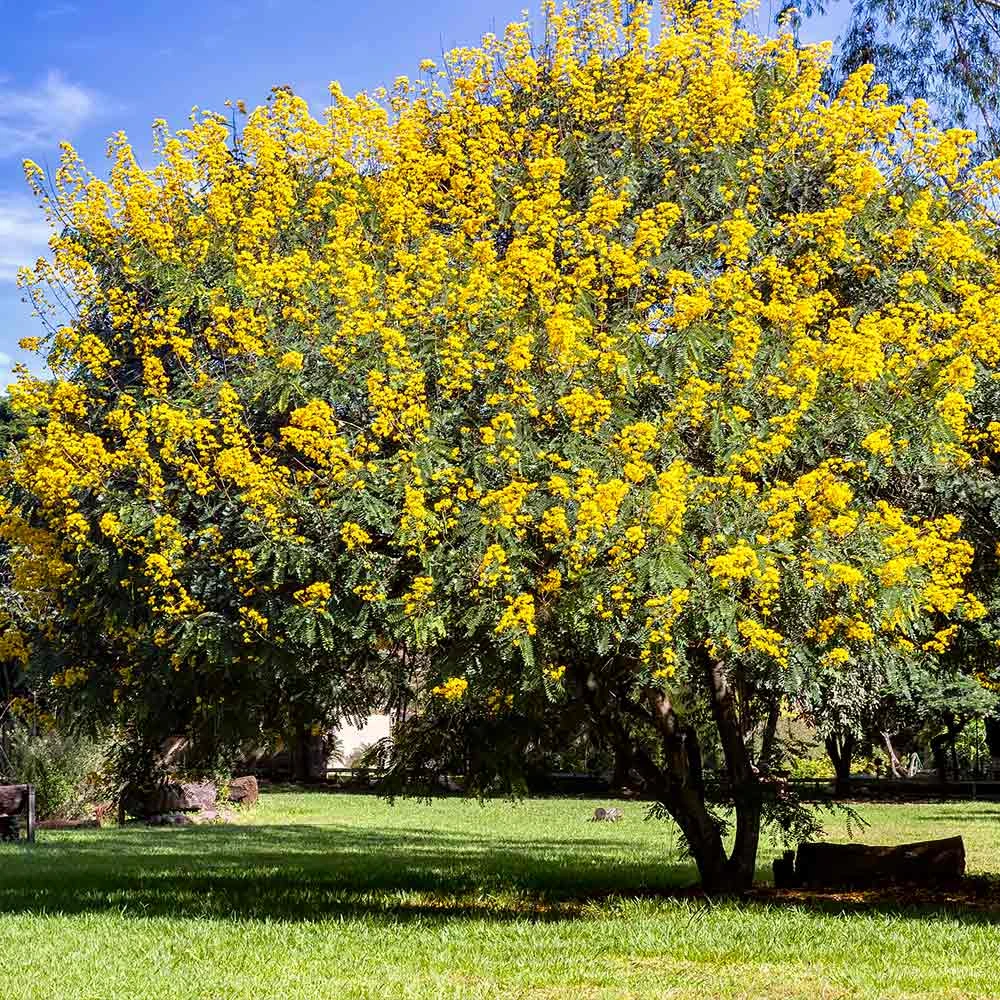 Brighter Blooms Flowering Trees Cassia Tree 2 Brighter Blooms Flowering Trees Cassia Tree