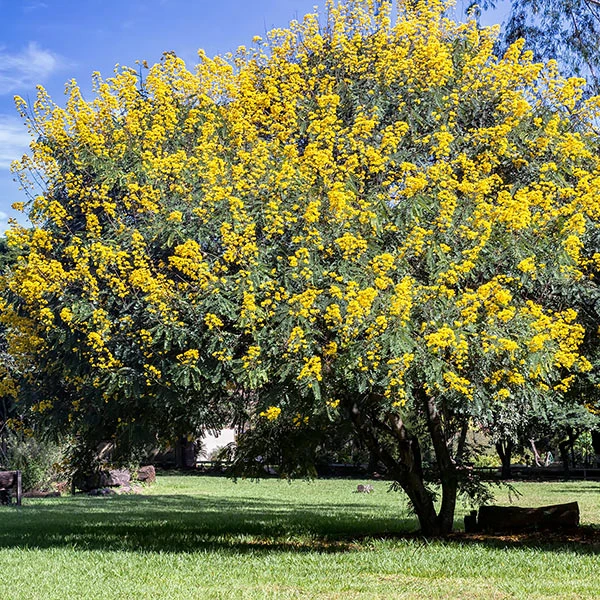 Brighter Blooms Flowering Trees Cassia Tree 1 Brighter Blooms Flowering Trees Cassia Tree