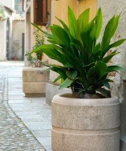 Brighter Blooms Cast Iron Plant 15 Brighter Blooms Cast Iron Plant