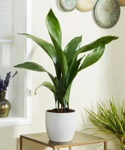 Brighter Blooms Cast Iron Plant 13 Brighter Blooms Cast Iron Plant